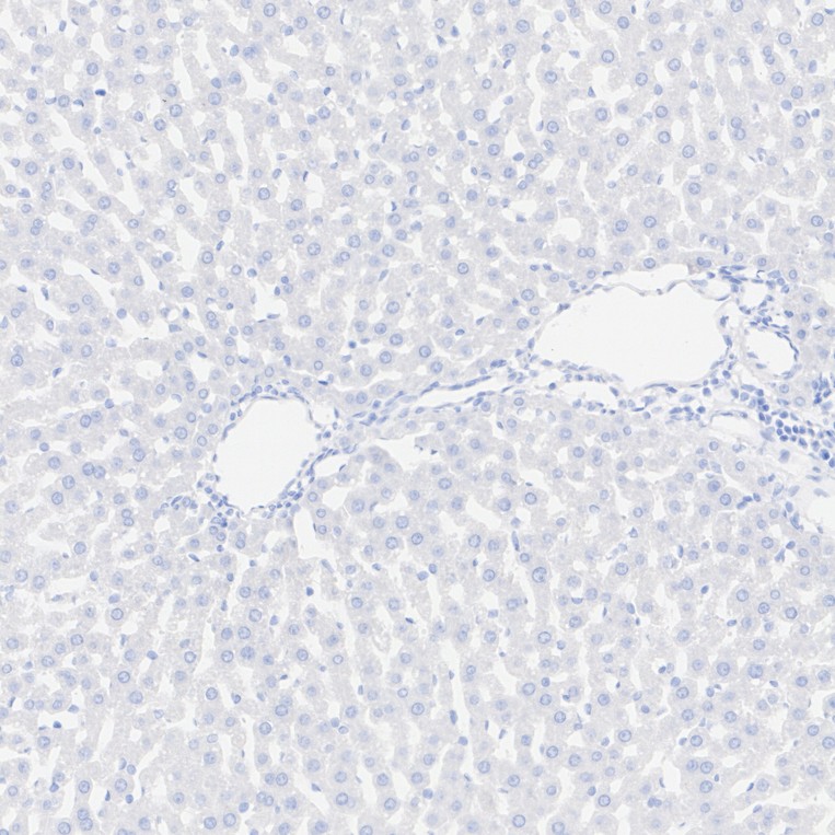 HA500202_8.jpg