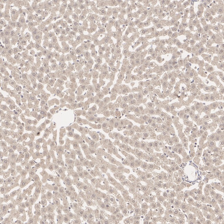 HA500452_4.jpg