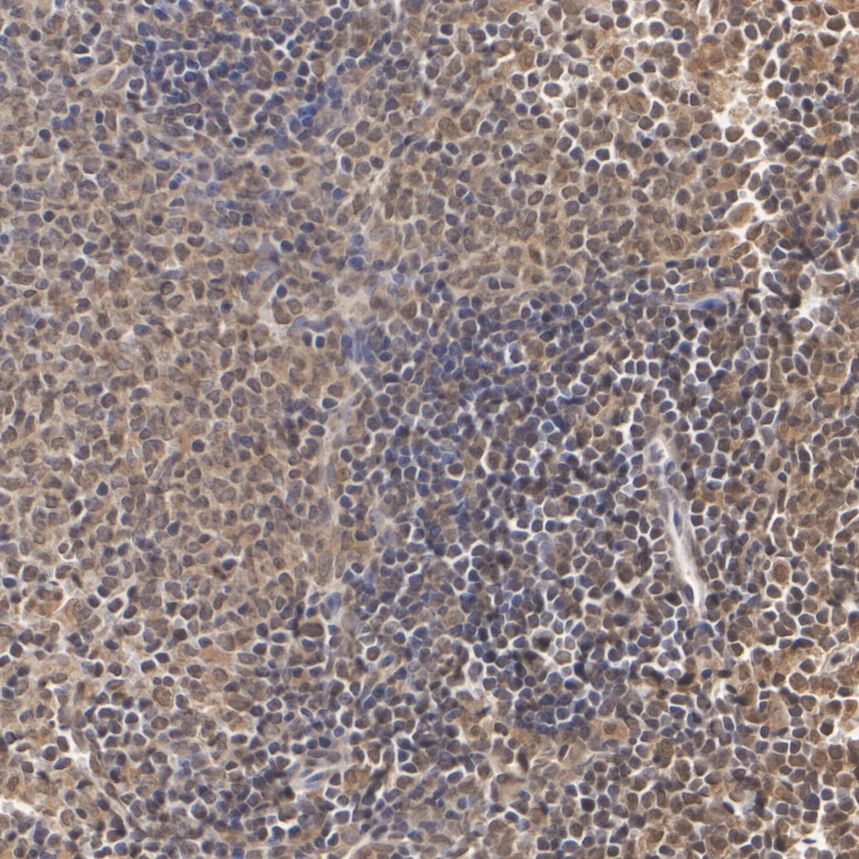 HA500485_4.jpg