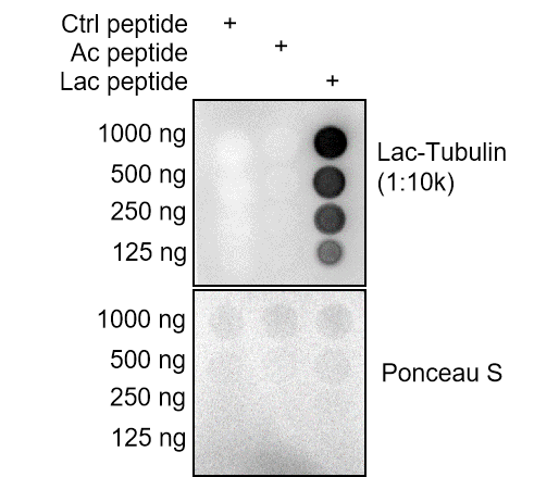 HA500554_1.png