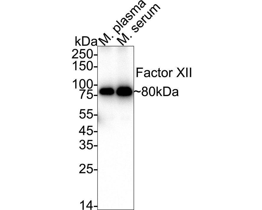 HA500586_1.jpg