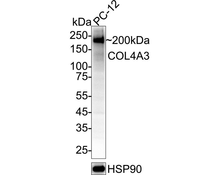HA500591_1.jpg