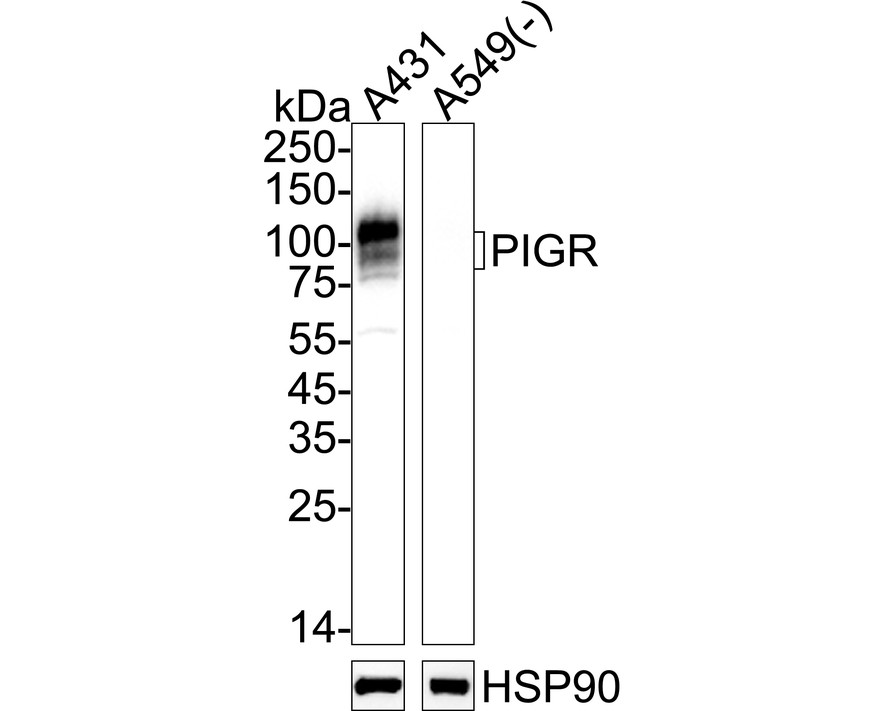 HA500593_1.jpg