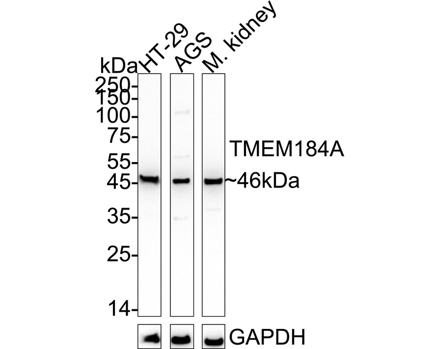 HA500595_1.jpg