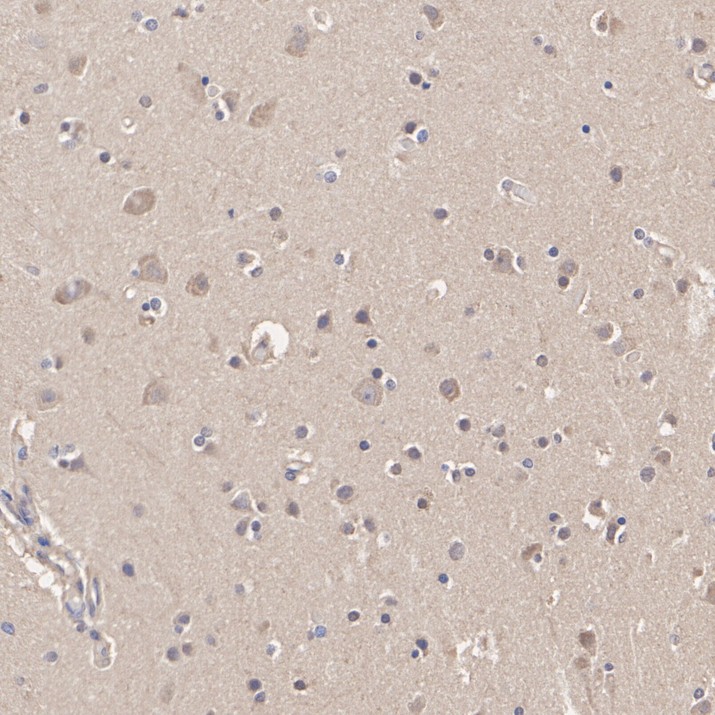 HA500606_2.jpg