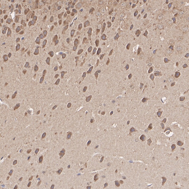 HA500606_4.jpg