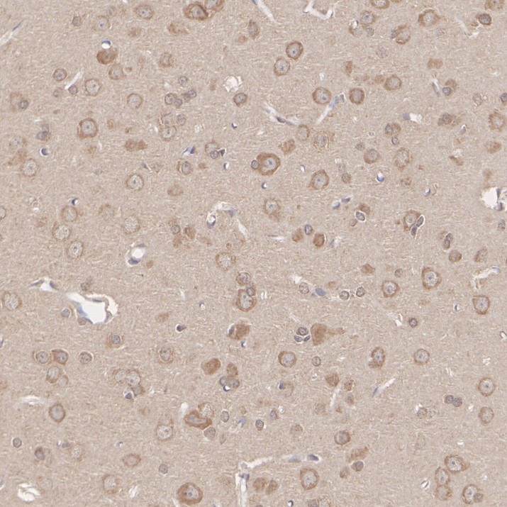HA500606_6.jpg