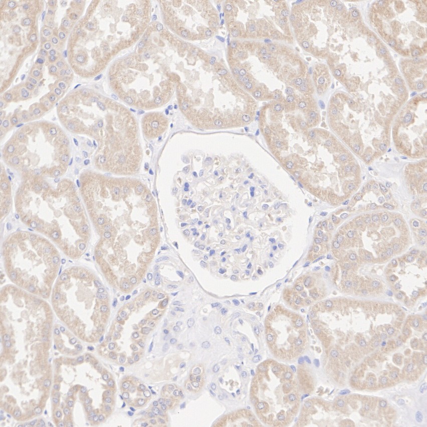 HA500616_3.jpg