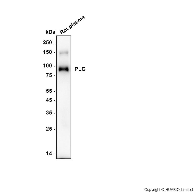 HA500630_1.jpg