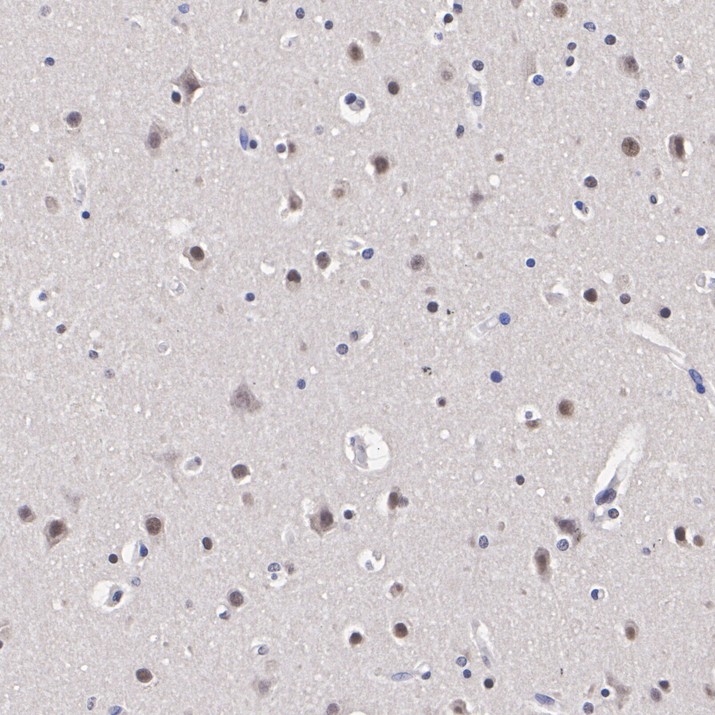 HA500636_5.jpg