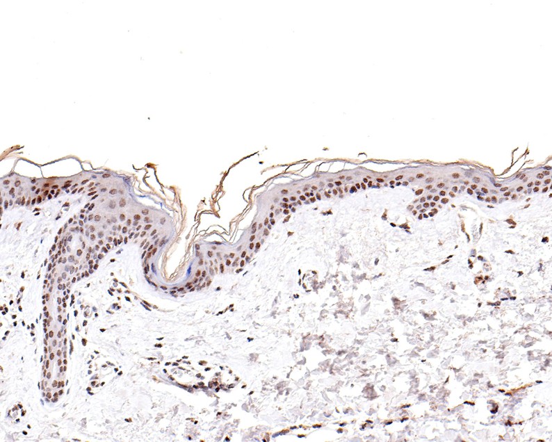 HA600071_4.jpg