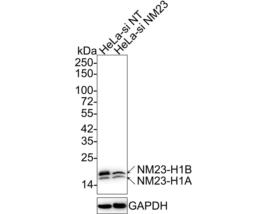 HA601190_3.jpg