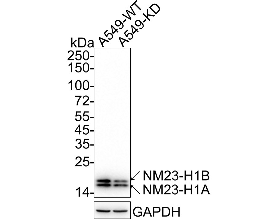 HA601190_4.jpg