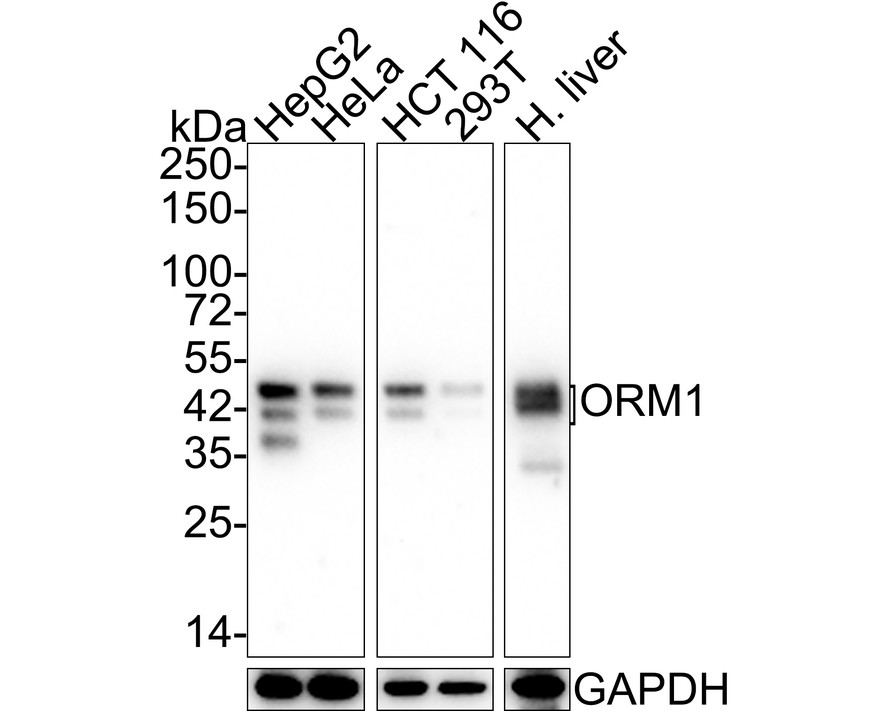 HA601226_1.jpg