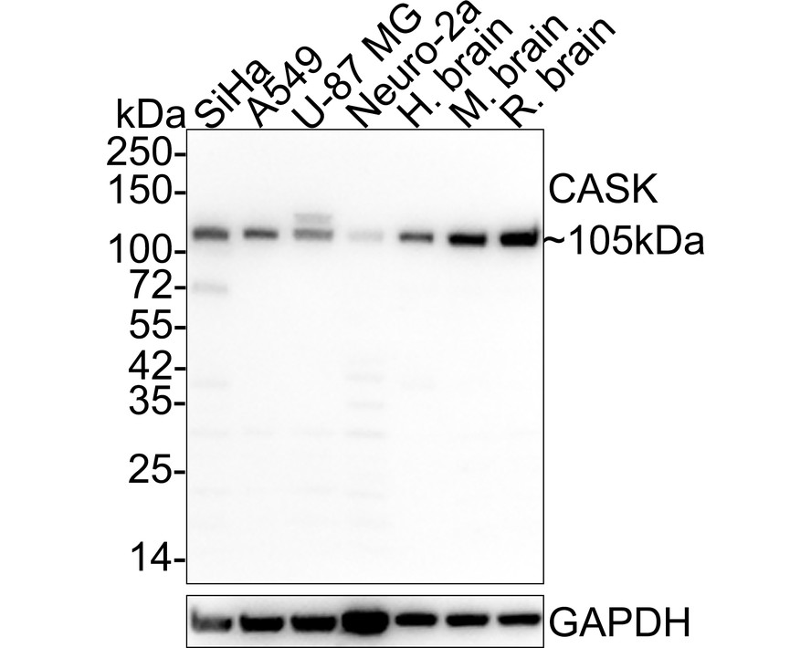 HA601257_1.jpg