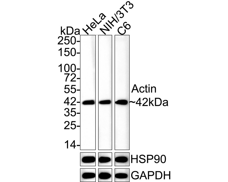 HA601284_1.jpg