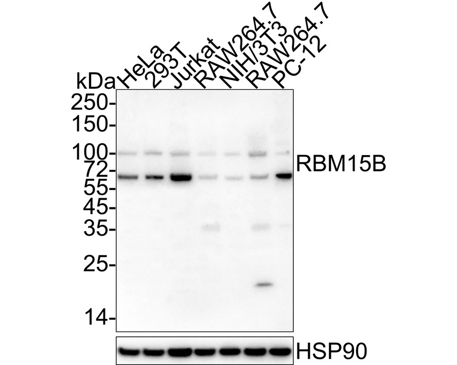 HA601308_1.jpg