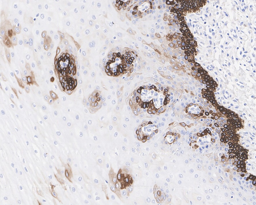 HA601323_4.jpg