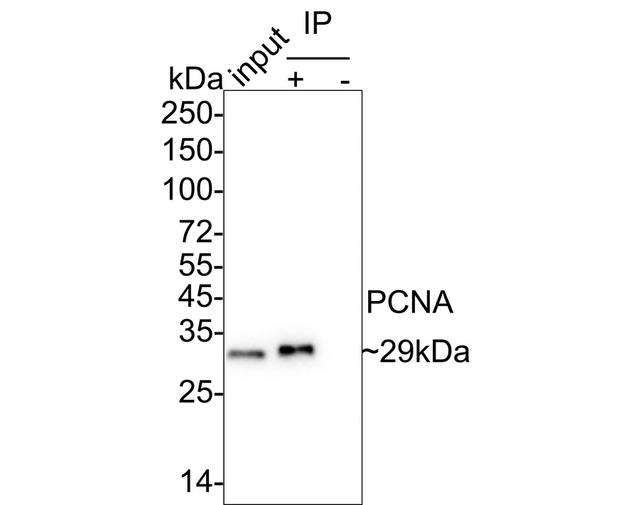 HA601336_1.jpg