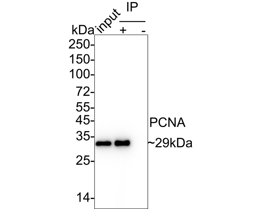 HA601336_2.jpg