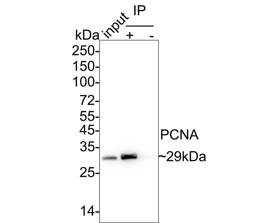 HA601336_3.jpg