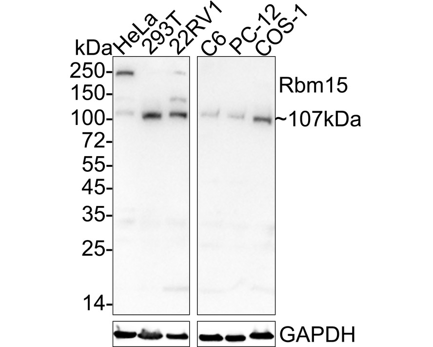 HA601347_1.jpg