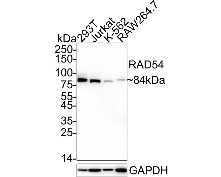 HA601366_1.jpg