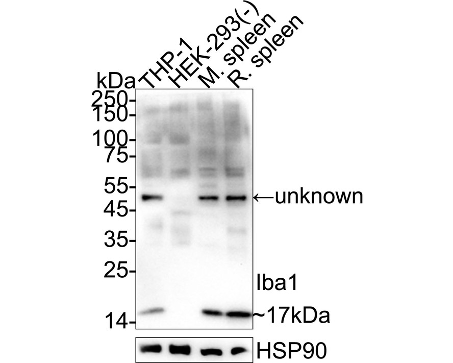 HA601376_5.jpg