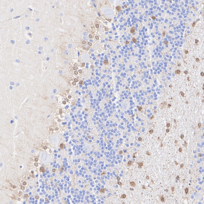 HA601379_4.jpg
