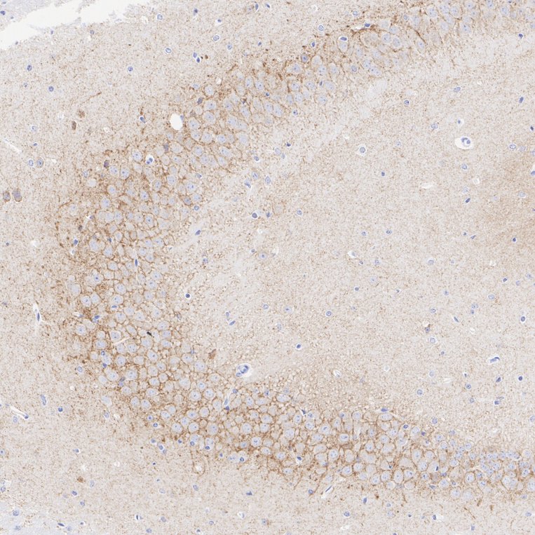 HA601384_5.jpg