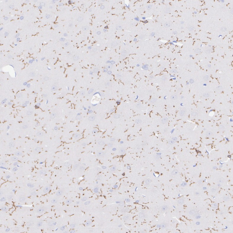 HA601388_5.jpg