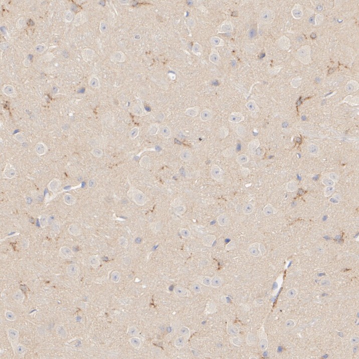 HA601391_2.jpg