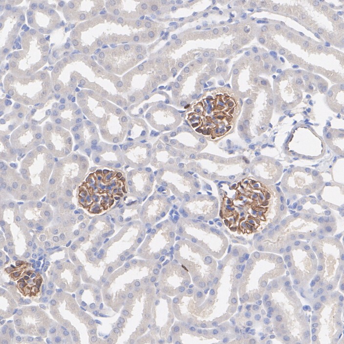 HA601402_5.jpg