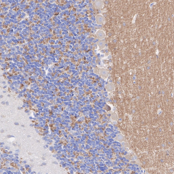 HA601421_4.jpg