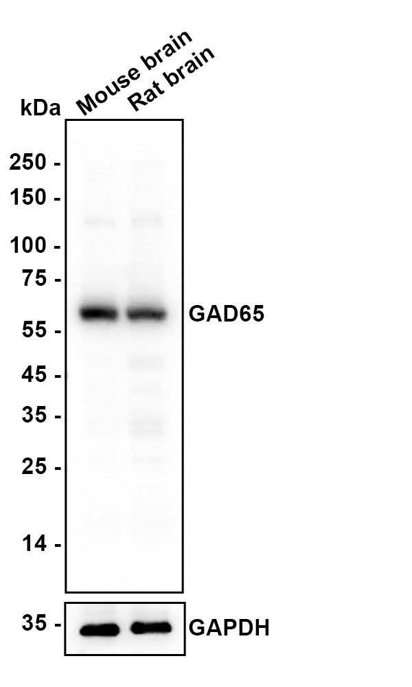 HA601455_6.jpg