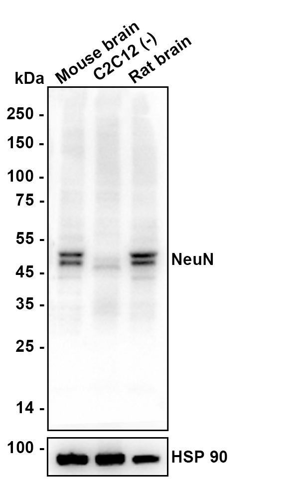 HA601481_2.jpg