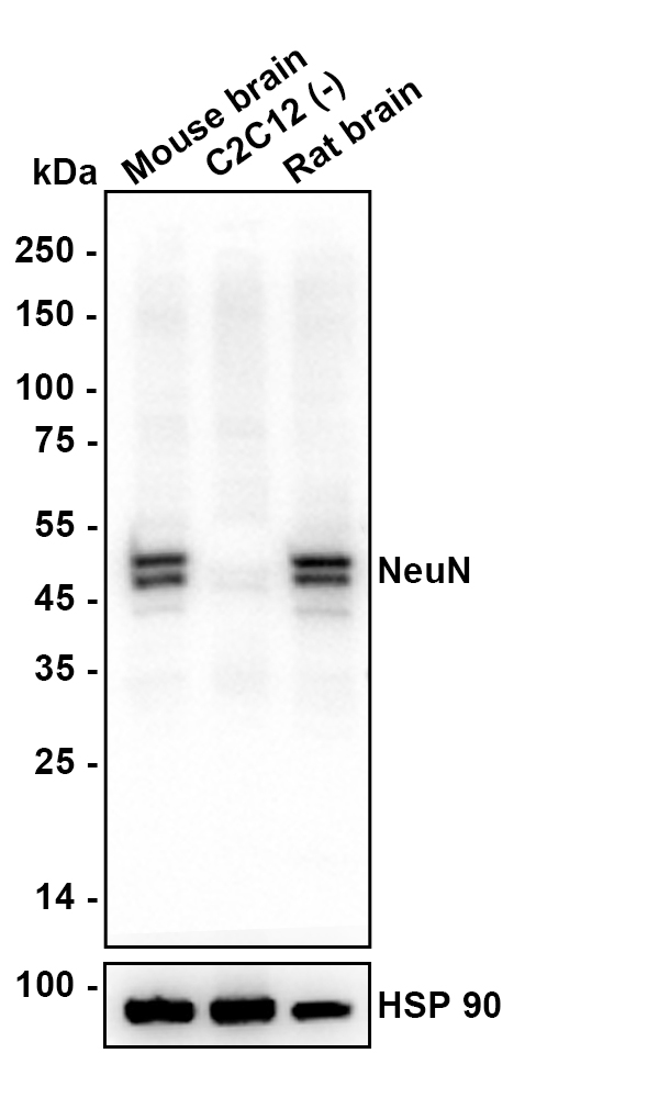 HA601482_6.jpg