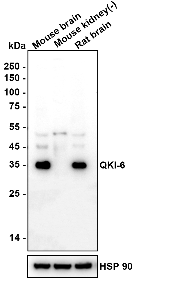 HA601502_2.jpg