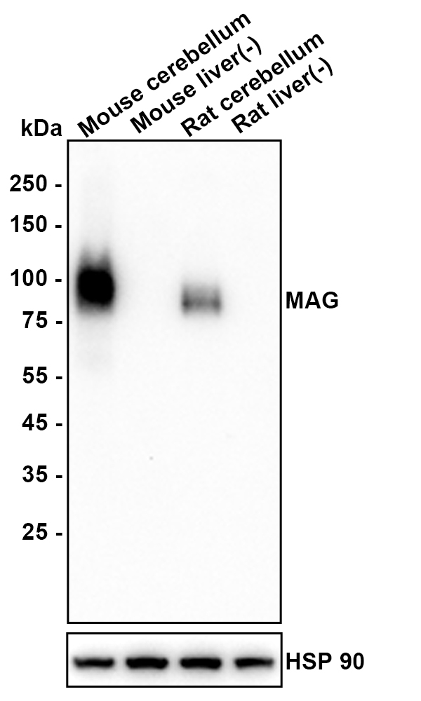 HA601510_2.jpg