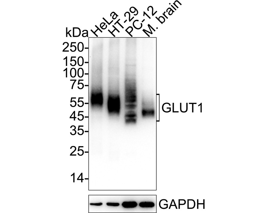 HA601521_4.jpg