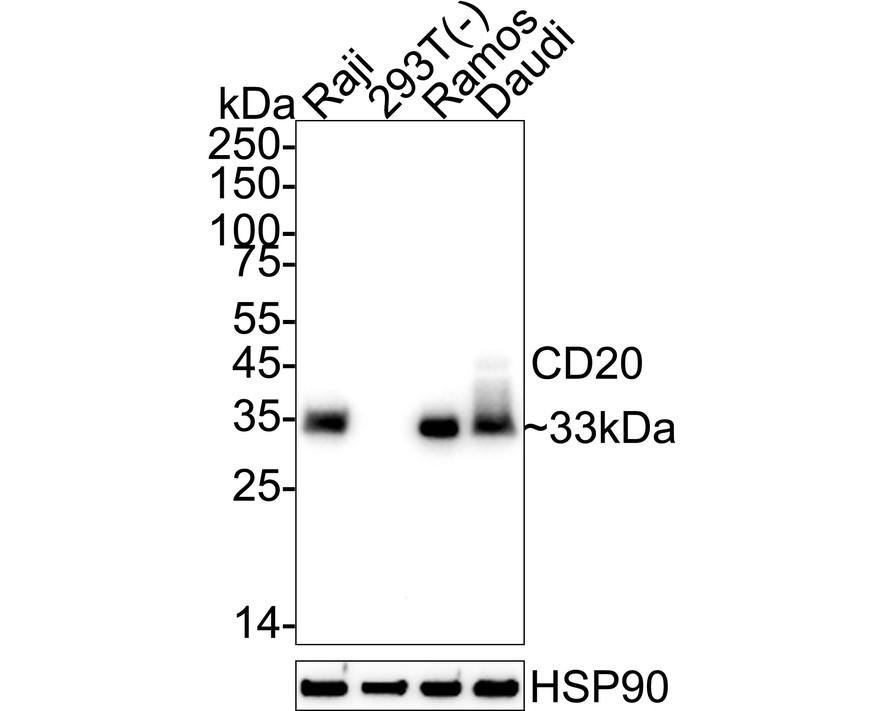 HA601544_1.jpg