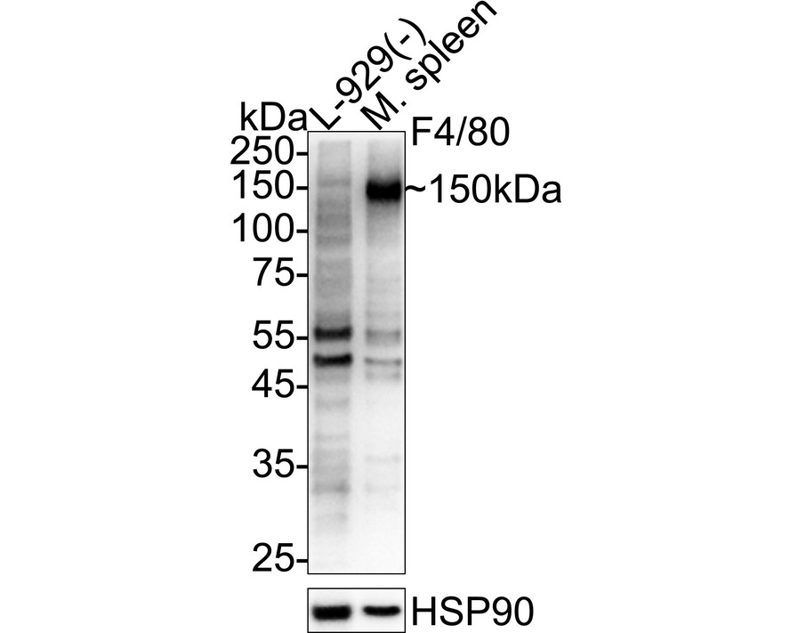 HA601567_1.jpg
