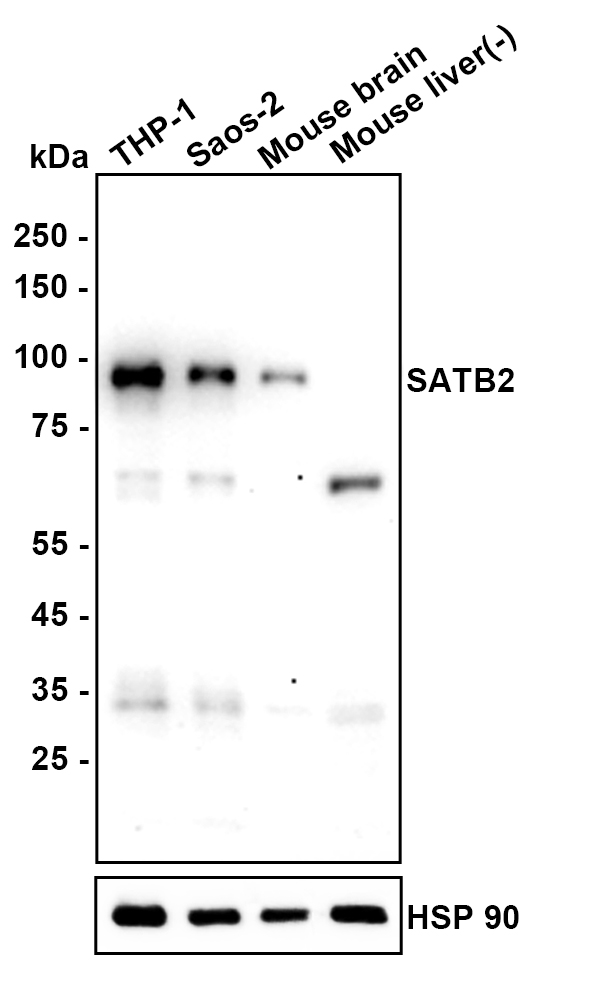 HA601568_1.jpg