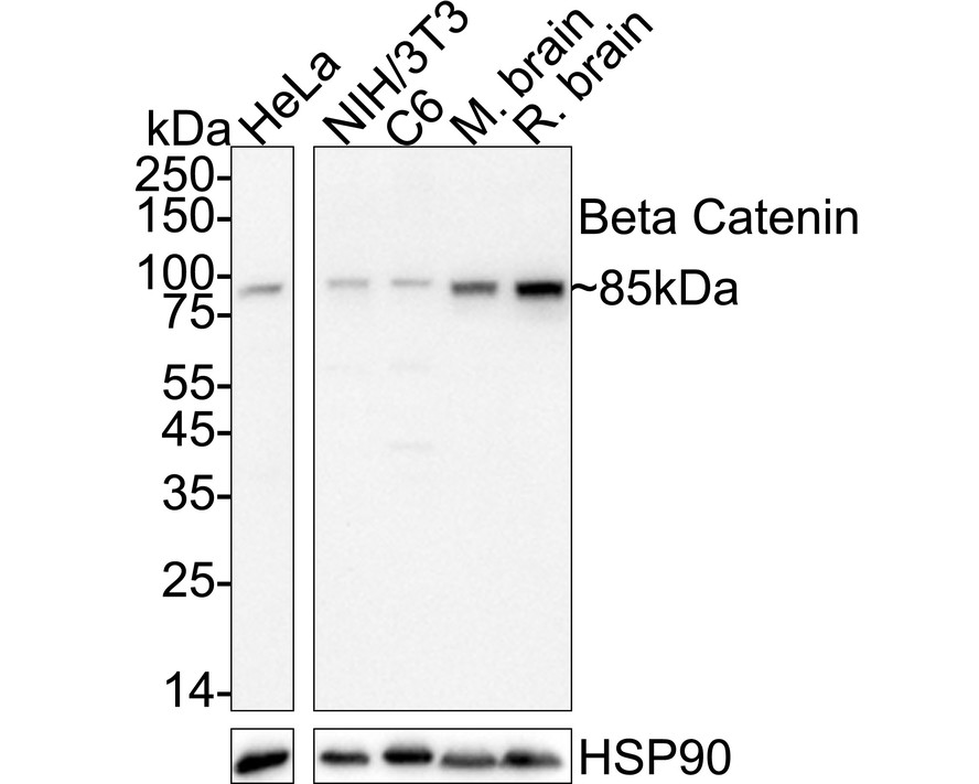HA601570_1.jpg