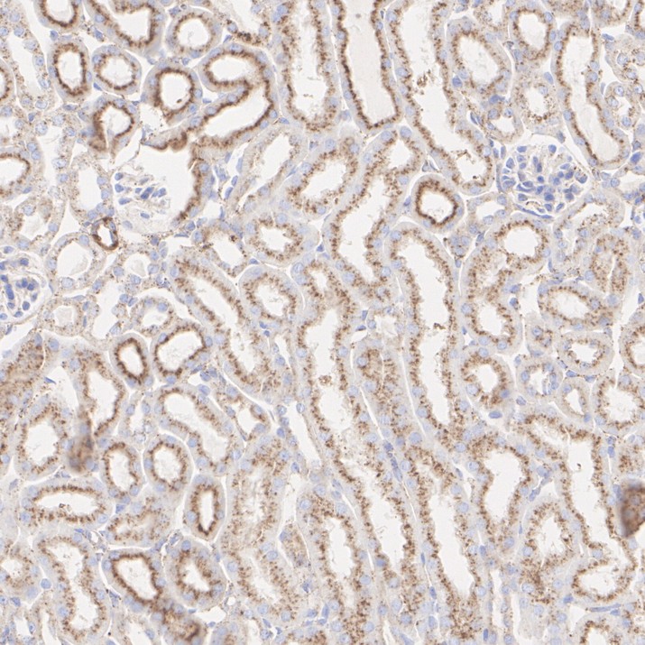 HA601597_3.jpg