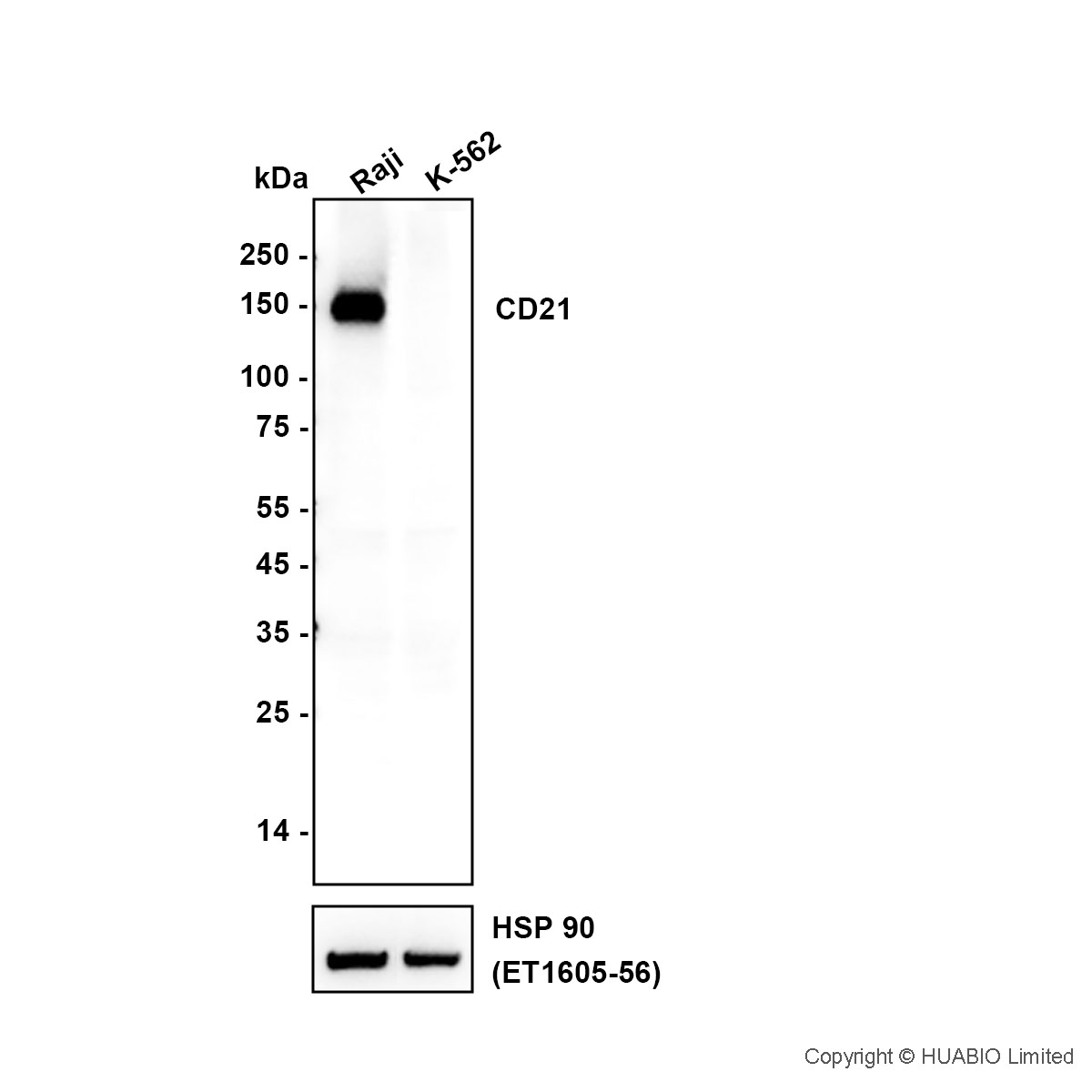 HA601605_1.jpg
