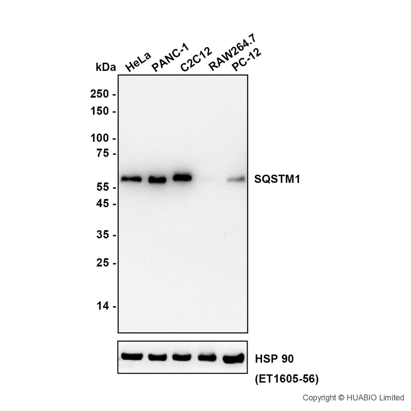 HA601610_1.jpg