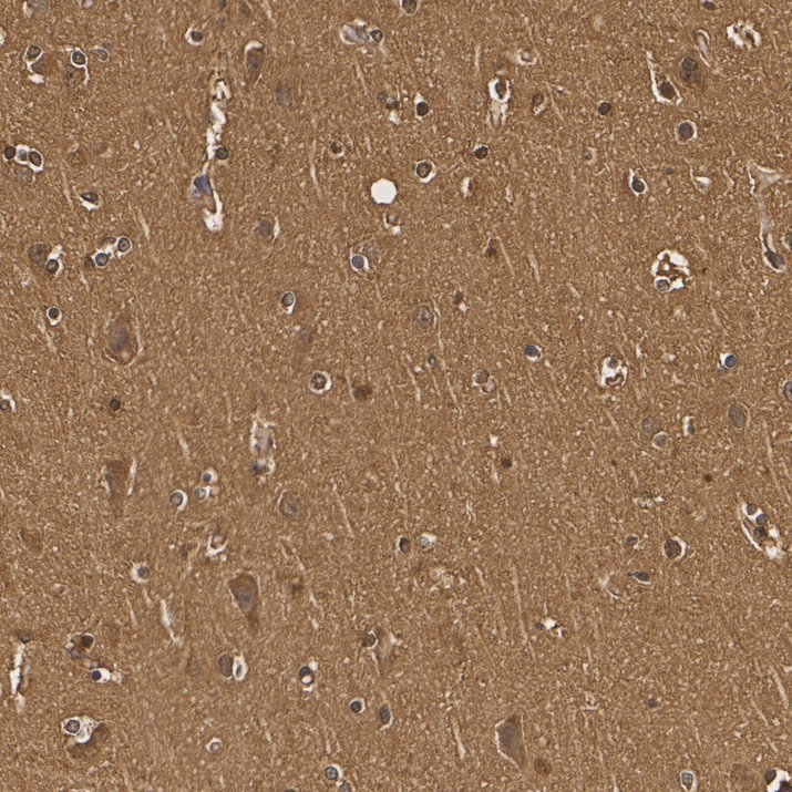 HA601611_3.jpg