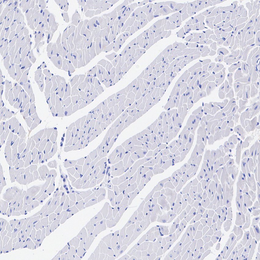 HA601618_2.jpg