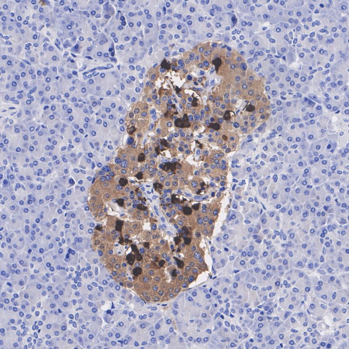 HA601619_4.jpg